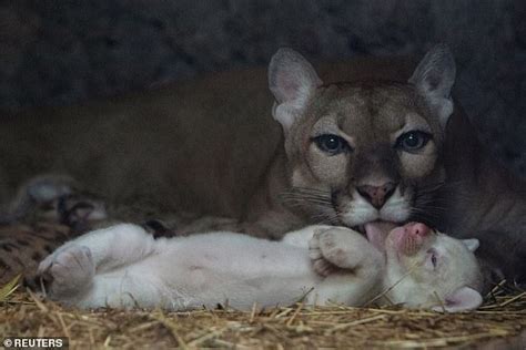 A Bit Of All White Puma Gives Birth To Ultra Rare Albino Cub In