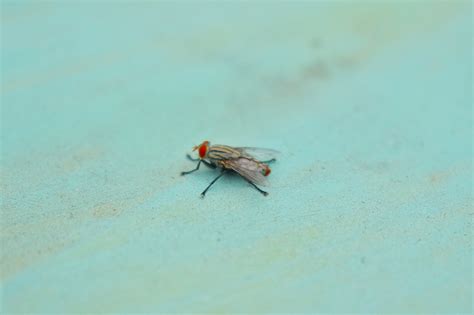 Why Do Flies Sleep On The Ceiling