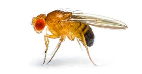 Gnats Or Is It Fruit Flies Here Is How To Differentiate Them