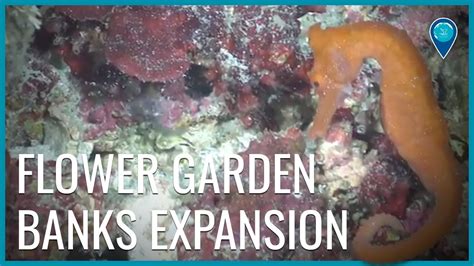 Celebrating The Expansion Of Flower Garden Banks National Marine