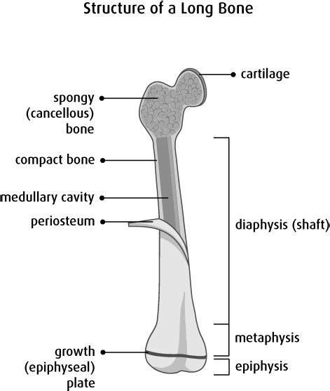 Long Bone Diagram Quiz Me Answer Anatomy Physiology I Ideas Anatomy And Physiology