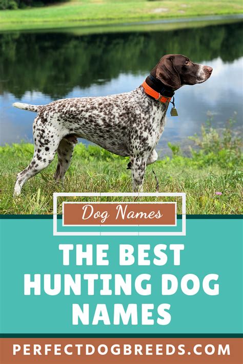 3 Female Hunting Dog Names For Pointers Free Download