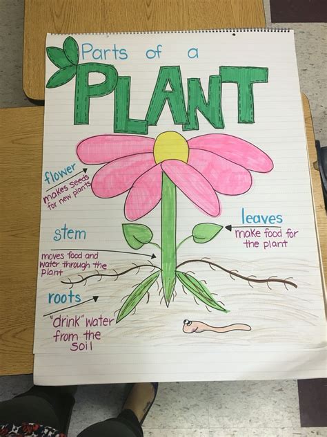 Parts Of A Plant Preschool Anchor Chart Parts Of A Plant Plant