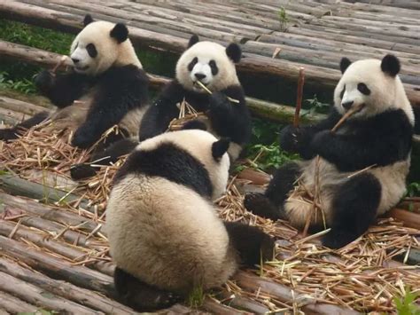 Reproduction In Giant Pandas Worldwide Nature