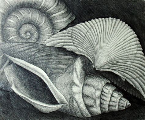 Shells By Nancy Mueller Shell Drawing Seashell Drawing Life Drawing