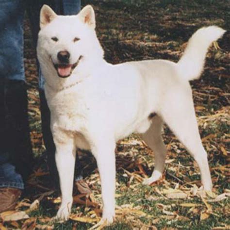 Kishu Ken Dog Breed Information American Kennel Club