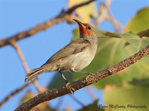 Red Headed Honeyeater Myzomela Erythrocephala Habitat M Flickr