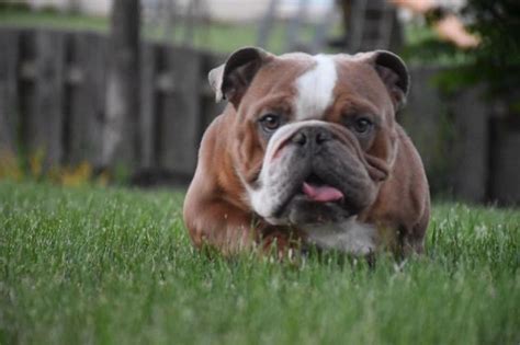 This is a very rewarding experiences—please consider opening your. Illinois English Bulldog Rescue