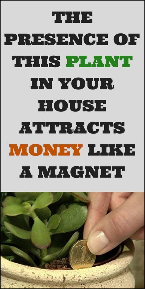 Plants grown indoors, however, do. The Presence Of This Plant In Your House Attracts Money Like A Magnet | Money tree plant ...