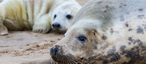 Handy Advice For Visiting The Grey Seal Pups And Seals On Blakeney