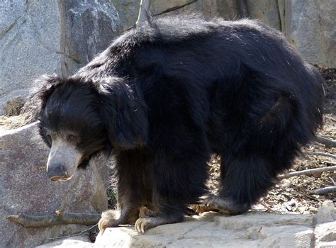 Elderly sloth bear dies at national zoo. Sloth Bear