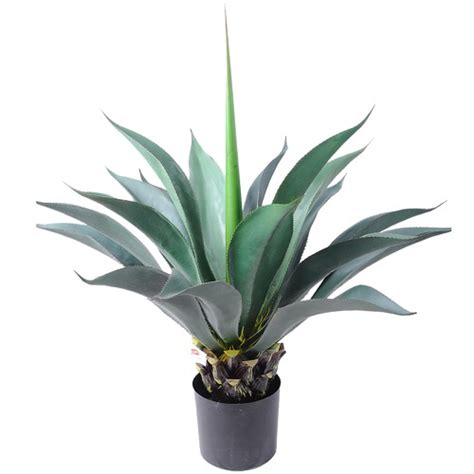 Despite how much aloe vera plants help sunburn, like humans, they don't actually thrive in the sun—and yes, this is the case even thought they bloom in the summertime. HighST. 80cm Extra Large Potted Aloe Plant & Reviews ...
