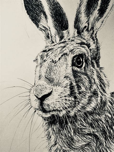 March Hare Penandink Glyn Overton February 2018 Hare Drawing Black Pen
