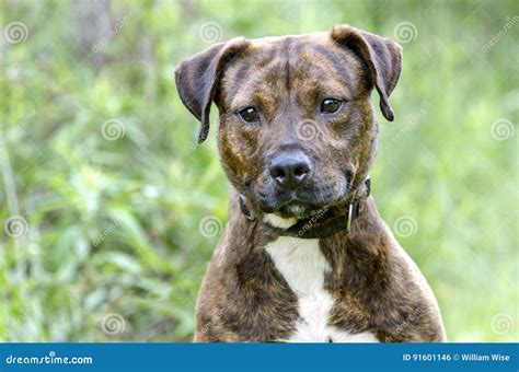 Female Brindle American Pitbull Terrier Dog With Leash And Harness