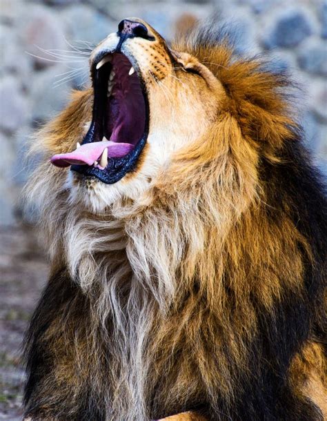 Beautiful Mighty Lion Stock Photo Image Of Nature Closeup 153465820