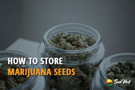 Storing Cannabis Seeds Effectively Sunwest Genetics