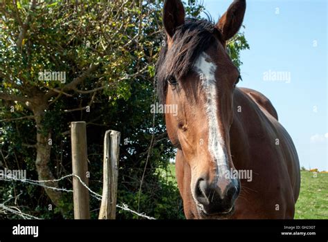 Chestnut Horse Face Hi Res Stock Photography And Images Alamy