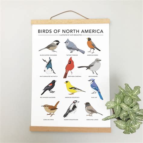 Birds Of North America Print Garden Bird Poster Etsy Uk
