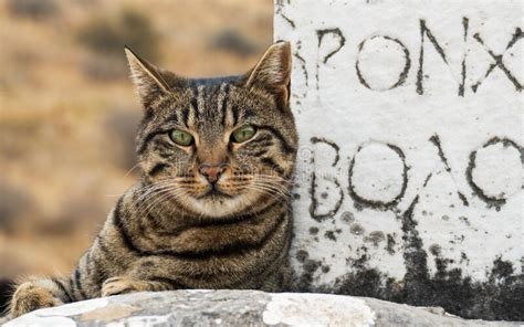 Gray Tabby Cat Atop A Tombstone Gazing Out At The Viewer With Its Big