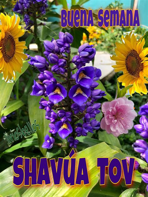 Shavua Tov Buena Semana Spirituality Spiritualart