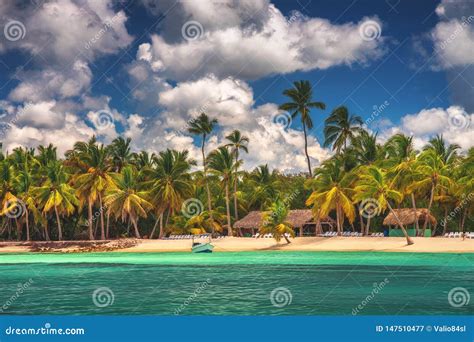 Palm Trees On The Tropical Beach Saona Island Reserve Dominican