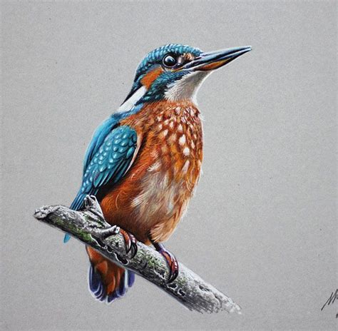 25 Realistic Color Pencil Drawings With Video Tutorials