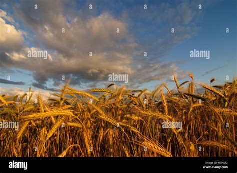 Wheat Field Hi Res Stock Photography And Images Alamy