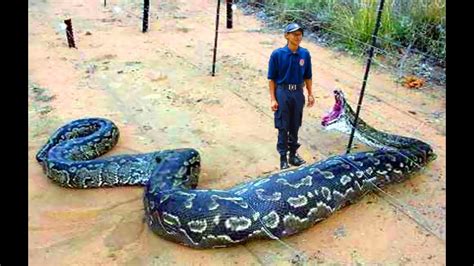 Giant Snake Eats Man Worlds Largest Snakes Massive