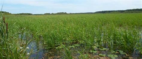Since we've spent the past week in minnesota, it seems like the perfect. Excellent Minnesota Wild Rice Crop Expected