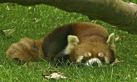 Sleeping On The Job Red Panda At The Prospect Park Zoo B Al Flickr