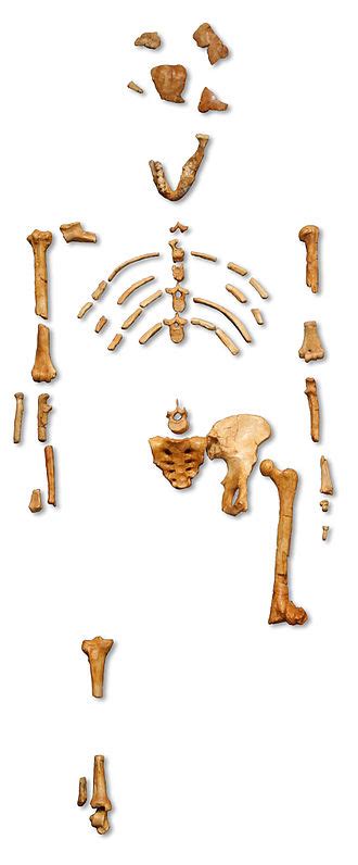 Australopithecus Afarensis Australopithecus Afarensis Qazwiki