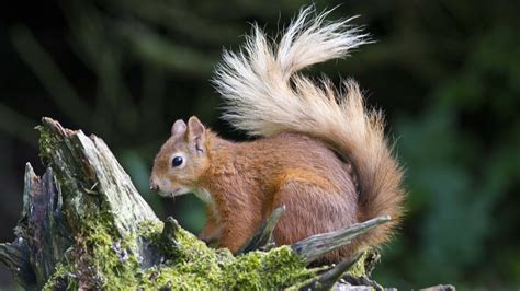 Red Squirrels Call To Step Up Fight To Protect Species Bbc News