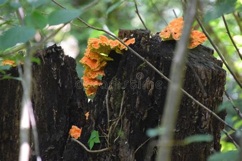Bright Yellow And Orange Fungus On A Tree Stump Stock Image Image Of