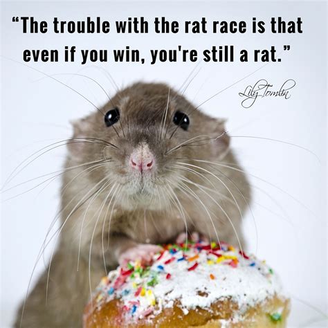 6 Quotes About Rats For You