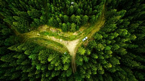 Aerial View Of Path Between Green Trees Covered Forest Hd Nature