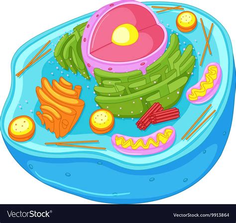 Free Art Print Of Animal Cell Structure Animal Cell Structure On White