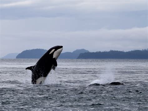 Southern Resident Orcas An Endangered Species On The Brink