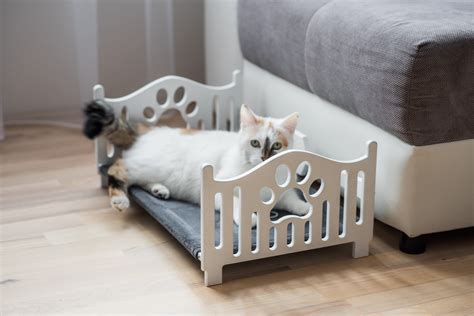 5 Tips For Choosing The Right Bed For Your Cat In 2023 Webstame