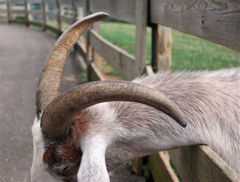 Goat Horns 6 By Riotvibes On Deviantart