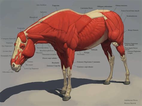 Horse Muscles By Awesomeplex On Deviantart