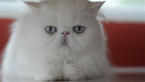 White Persian Cat Blue Eyes Stock Footage Video 100