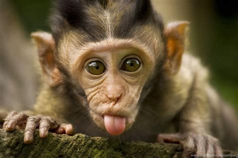 Cute Monkeys Wallpaper Desktop Background