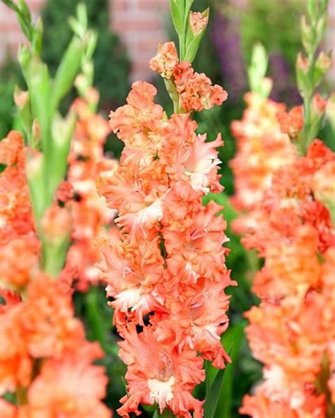 Gladiolus Tula Bulbscorms — Buy Lime—green Glads Online At Farmer