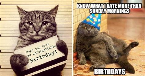 10 Adorable Happy Birthday Cat Memes For A Perfect Birthday Wish