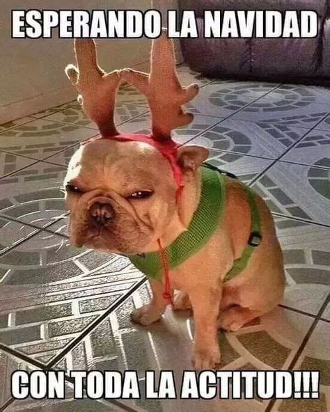 Navidad Perrito Meme Risa Grinch Jjajaja Humor De Perros Navidad