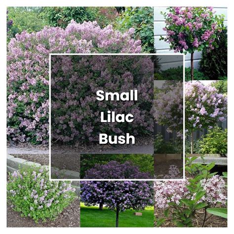 How To Grow Small Lilac Bush Plant Care And Tips Norwichgardener