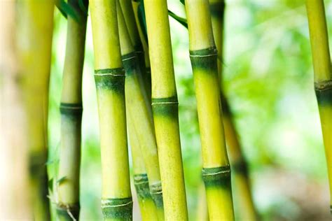 Bamboo Planting Growing And Buying Bamboo Plants Bbc Gardeners