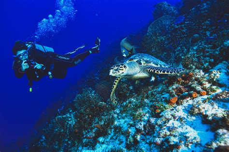 Private Dive Charters Punta Cana Scuba Diving