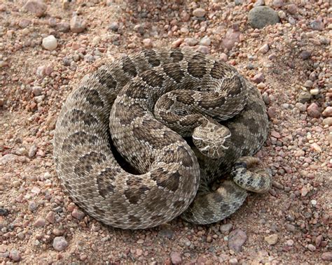 Colorado Rattlesnakes What Sportsmen Should Know Colorado Outdoors