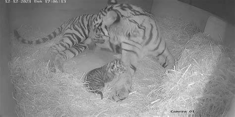 Critically Endangered Sumatran Tiger Cub Born At Zsl London Zoo